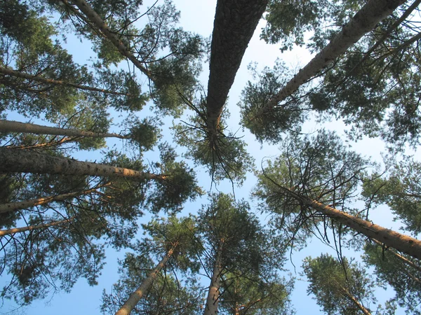 Bosque de pino y cielo — Foto de Stock