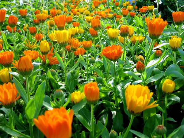 Esta Felicidade Verão Calêndula Calêndula Flores — Fotografia de Stock