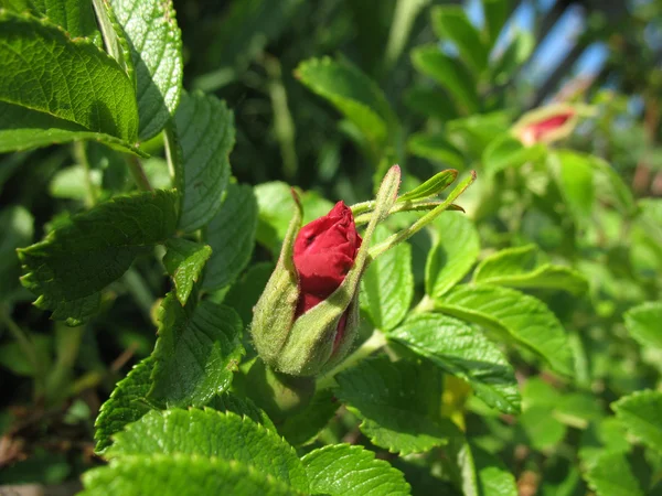 Threr Bush Red Rose Green Leaves — Stock Photo, Image