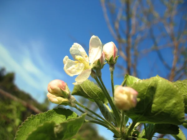Spring Blossoming Apple Tree — Stock Photo, Image