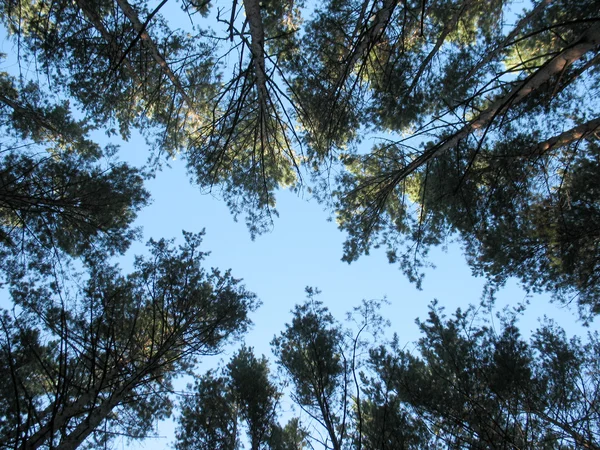 Hay Árboles Bosque Verano — Foto de Stock
