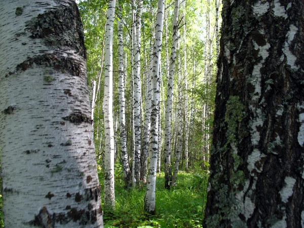 Bir Yaz Orman Ağaçları Vardır Ağaç — Stok fotoğraf