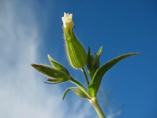 Branch of a plant and white blossoming — Stock Photo, Image