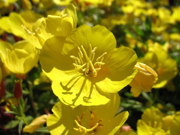 Floração amarela — Fotografia de Stock