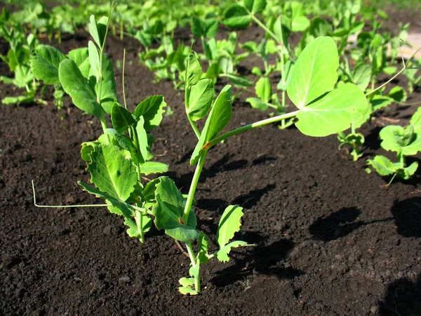 エンドウ豆の若い成長 — ストック写真