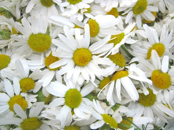 stock image Camomile