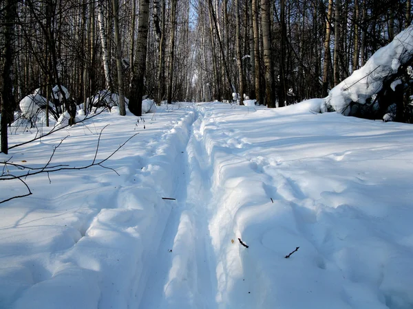 Zimní les a lyžařská stopa — Stock fotografie