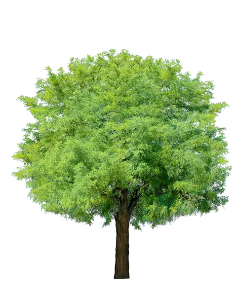 Идиллическое дерево — стоковое фото