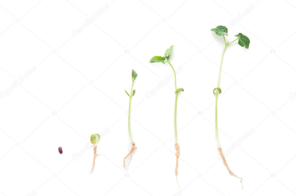 Small plants on white background