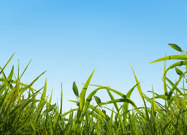 Hintergrund Von Blauem Himmel Und Gras — Stockfoto