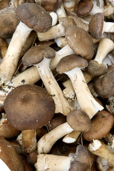 Fall mushrooms. — Stock Photo, Image