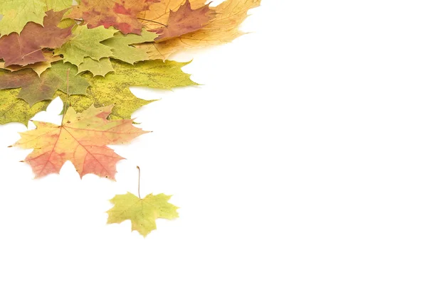 Beautiful autumn backdrop of colorful maple leaves . — Stock Photo, Image