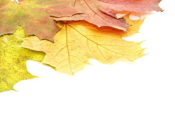 Background with autumn leaves. — Stock Photo, Image