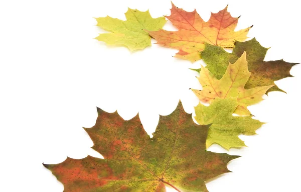 Beautiful maple leaves on white background. — Stock Photo, Image