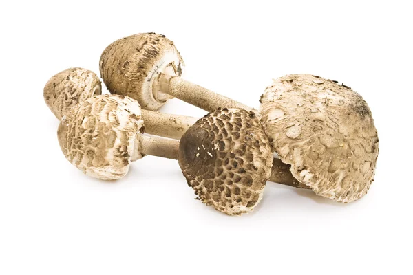Arrangement of fall mushroom. — Stock Photo, Image