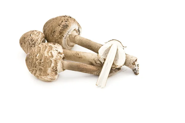 Arrangement of fall mushrooms. — Stock Photo, Image