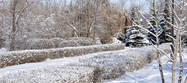 Parco Della Città Elencato Neve Soffice Nascondendo Aspettando Primavera — Foto Stock