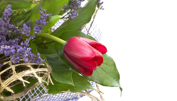 Uspořádání s květina Tulipán. — Stock fotografie