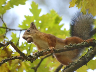 Squirrel with a nut clipart