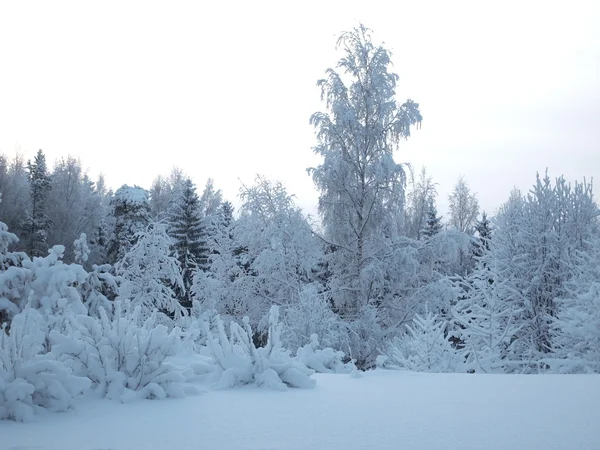 Träd Snön — Stockfoto