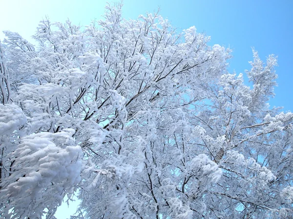 Bäume Schnee — Stockfoto