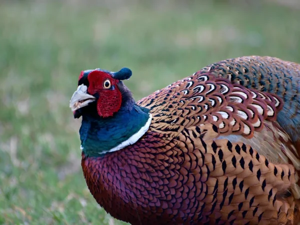 Ringed Necked Pheasant — Stock Photo, Image