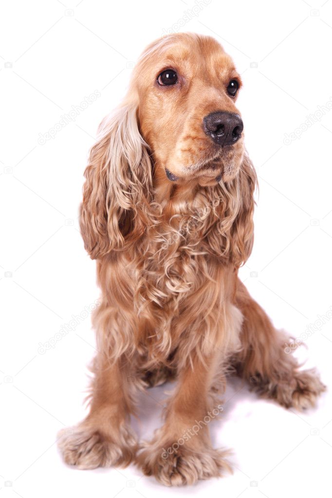 English spaniel with a white background