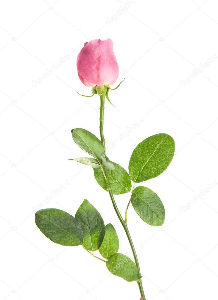 Pink rose on a long stalk. on a white background. isolation