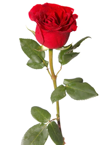 Bud Rosa Roja Cerca — Foto de Stock