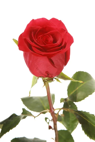 Rose Rouge Bourgeon Gros Plan — Photo