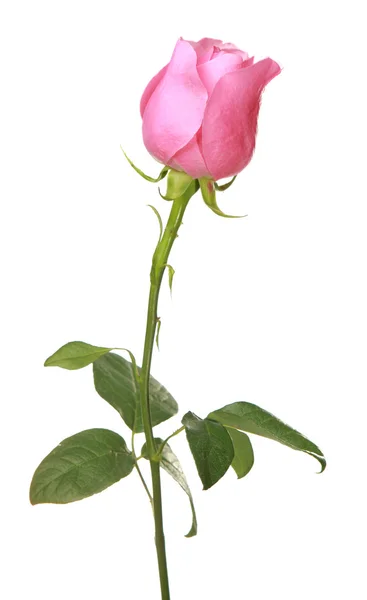 Розовая роза Стоковое Фото