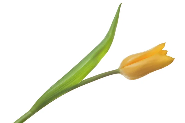 One flower yellow tulips — Stock Photo, Image
