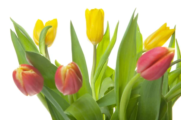 A bouquet of yellow tulips — Stock Photo, Image