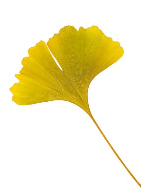 Sarı ginkgo biloba yaprak