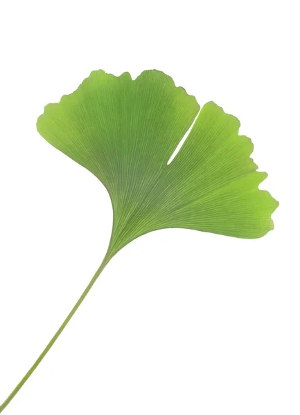 Зеленый листок гинкго — стоковое фото