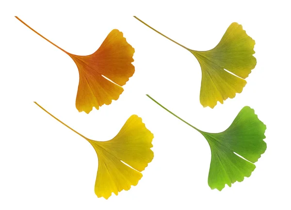 stock image Ginkgo biloba leaf