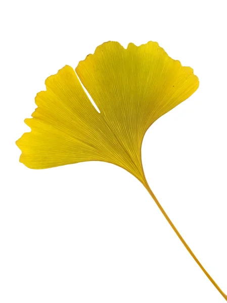 Żółty ginkgo biloba leaf — Zdjęcie stockowe