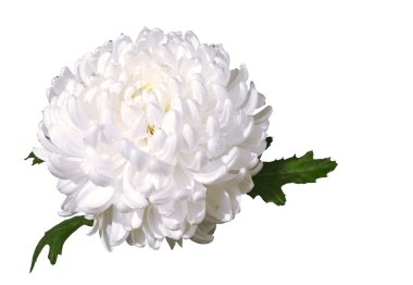 White chrysanthemum clipart