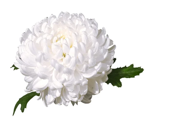 Білий хризантеми Ліцензійні Стокові Фото