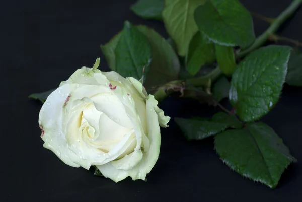 White rose on black background — Stock Photo, Image