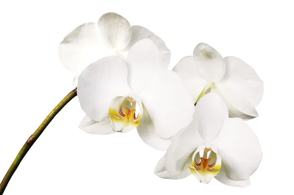 Branche Orchidée Blanche Sur Fond Blanc — Photo