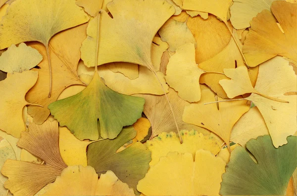 stock image Background of dry autumn ginkgo biloba leaf