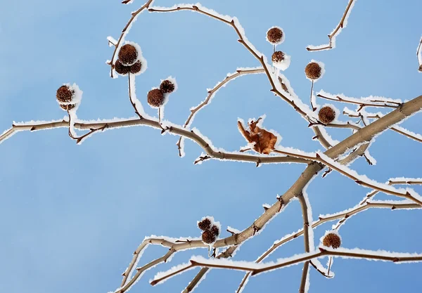 Snow platan branch — Stock Photo, Image