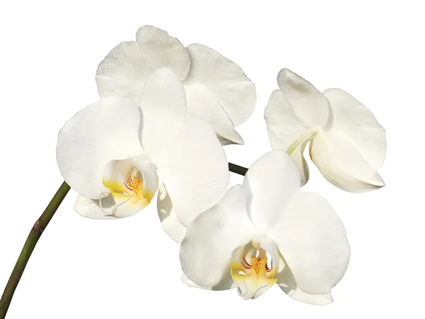 stock image Branch of white orchid on the white background