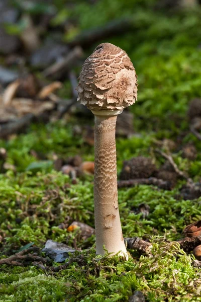 Young Parasol mushroom — Stock Photo, Image