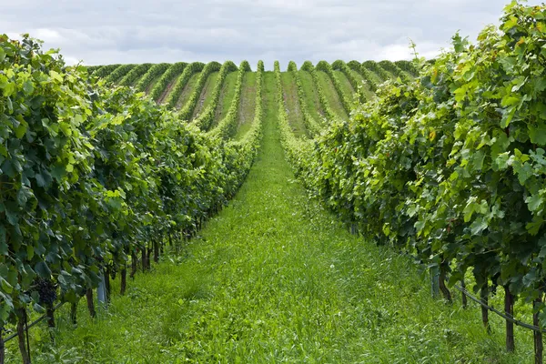 Rows of grapes — Stock Photo, Image
