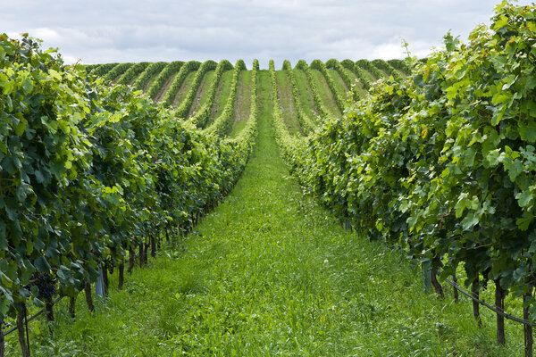 Rows of grapes