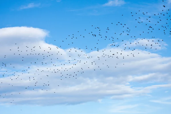 Starlings — 스톡 사진