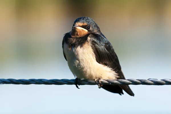 Young swallow — Stock Photo, Image