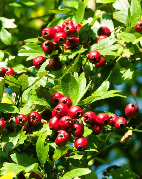 빨간 산사 나무속 열매 — 스톡 사진